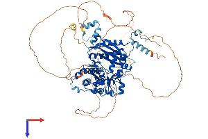 POLI Protein (AA 1-740) (His tag)