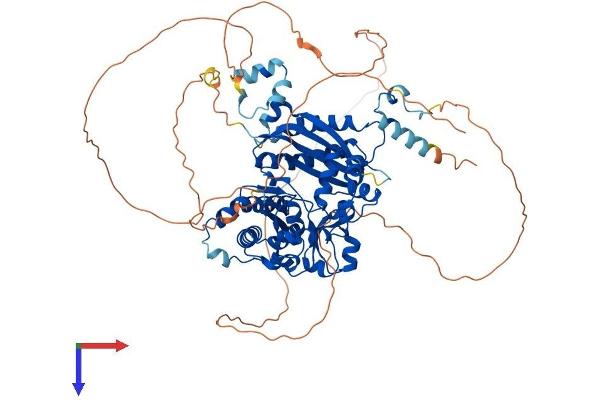 POLI Protein (AA 1-740) (His tag)