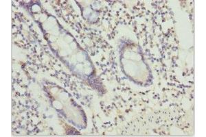 Immunohistochemistry of paraffin-embedded human small intestine tissue using ABIN7164610 at dilution of 1:100 (OSGEP Antikörper  (AA 1-335))