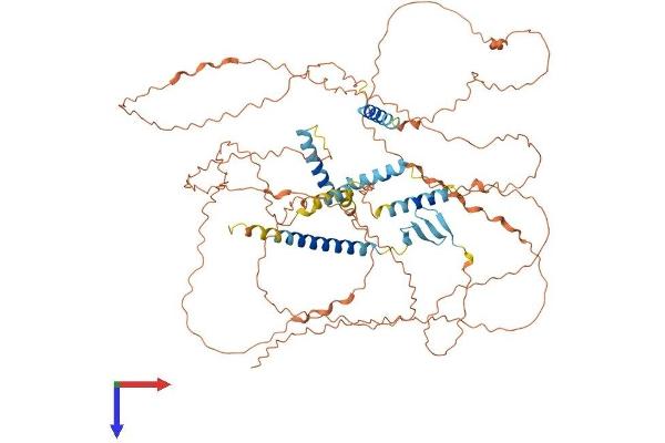 HJURP Protein (AA 1-748) (His tag)