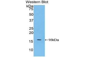 Detection of Recombinant APOA4, Mouse using Polyclonal Antibody to Apolipoprotein A4 (APOA4) (APOA4 Antikörper  (AA 299-369))