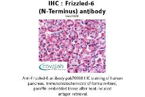 Image no. 1 for anti-Frizzled Family Receptor 6 (FZD6) (Extracellular Domain), (N-Term) antibody (ABIN1734470) (FZD6 Antikörper  (Extracellular Domain, N-Term))