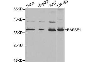 Western blot analysis of extracts of various cell lines, using RASSF1 antibody. (RASSF1 Antikörper)