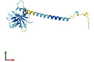 AlphaFold protein structure predicition of Human Recombinant CCDC25 Protein, UniprotID Q86WR0