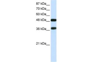 Western Blotting (WB) image for anti-POU Class 3 Homeobox 2 (POU3F2) antibody (ABIN2463834) (POU3F2 Antikörper)