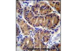 IL17B Antibody (Center) (ABIN655941 and ABIN2845330) immunohistochemistry analysis in formalin fixed and paraffin embedded human stomach tissue followed by peroxidase conjugation of the secondary antibody and DAB staining. (IL17B Antikörper  (AA 39-66))