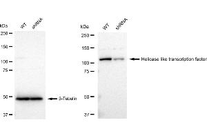 Western blotting analysis using Helicase like transcription factor antibody (ABIN7798880).