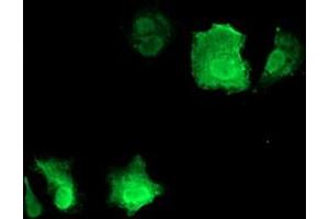 Anti-CDKN3 mouse monoclonal antibody (ABIN2455062) immunofluorescent staining of COS7 cells transiently transfected by pCMV6-ENTRY CDKN3 (RC213080). (CDKN3 Antikörper)