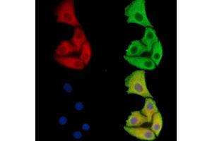 ABIN7093138 and ABIN7100420 staining Hela cells by IF/ICC. (FAM35A/B Antikörper)