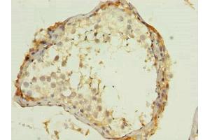 Immunohistochemistry of paraffin-embedded human testis tissue using ABIN7166300 at dilution of 1:100 (WNT4 Antikörper  (AA 23-351))