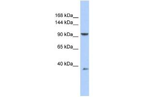 WB Suggested Anti-AP2B1 Antibody Titration: 0.