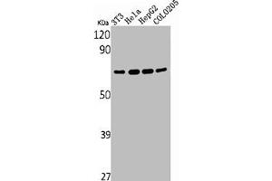 Western Blot analysis of NIH-3T3 HELA HepG2 COLO205 cells using YAP Polyclonal Antibody (YAP1 Antikörper  (Internal Region))