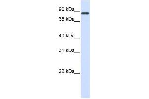 HECTD2 antibody used at 1 ug/ml to detect target protein.