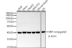 Western blot analysis of extracts of various cell lines, using HRP-conjugated β-Actin Rabbit mAb antibody (ABIN7265394) at 1:50000 dilution. (beta Actin Antikörper  (HRP))