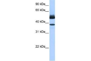Lipase J antibody used at 0. (LIPJ Antikörper  (C-Term))