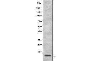 Western blot analysis S100A13 using 293 whole cell lysates (S100A13 Antikörper  (Internal Region))
