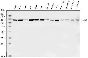 Western blot analysis of MRE11 using anti-MRE11 antibody (ABIN7601056).