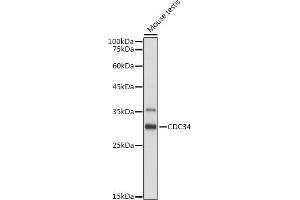 Western blot analysis of extracts of Mouse testis, using CDC34 antibody (ABIN6131558, ABIN6138257, ABIN6138258 and ABIN6221114) at 1:1000 dilution. (CDC34 Antikörper  (AA 1-236))