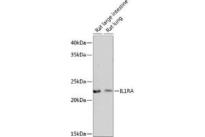 Western Blotting (WB) image for anti-Interleukin 1 Receptor Antagonist (IL1RN) antibody (ABIN7267971)