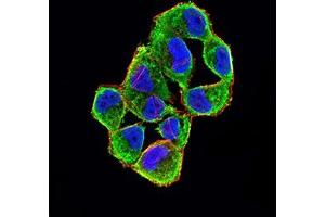Immunofluorescence analysis of Hela cells using CDKN2A/P16 mouse mAb (green). (Tumor Suppressor ARF (CDKN2A) (AA 1-156) Antikörper)