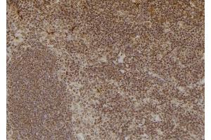 ABIN6254874 and ABIN6276920 at 1/100 staining Mouse spleen tissue by IHC-P. (Liver Arginase Antikörper  (C-Term))