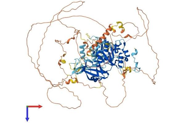 Lipin 2 Protein (LPIN2) (AA 1-893) (His tag)