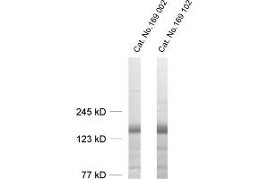 LIPA3 anticorps  (AA 463-604)