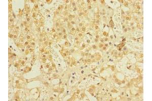 Immunohistochemistry of paraffin-embedded human adrenal gland tissue using ABIN7161600 at dilution of 1:100