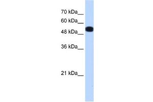 UGP2 antibody used at 0.