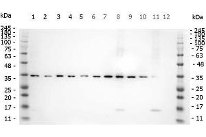 Western Blot of Rabbit anti-SMAD3 pS423 pS425 antibody. (SMAD3 Antikörper  (pSer423, pSer425))
