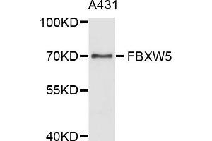 Western blot analysis of extract of A431 cells, using FBXW5 antibody.