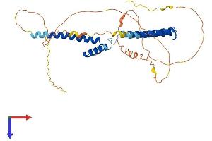 HEY2 Protein (AA 1-337) (His tag)