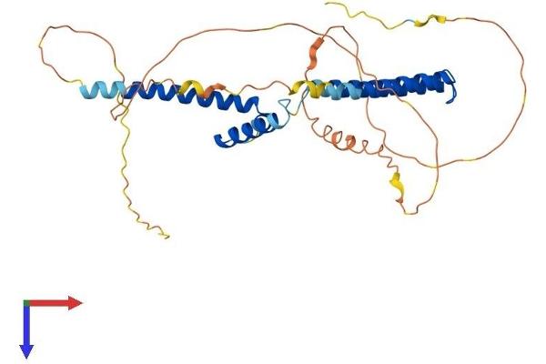 HEY2 Protein (AA 1-337) (His tag)