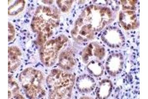 Immunohistochemistry (IHC) image for anti-C1q and Tumor Necrosis Factor Related Protein 1 (C1QTNF1) (N-Term) antibody (ABIN1031330) (C1QTNF1 Antikörper  (N-Term))