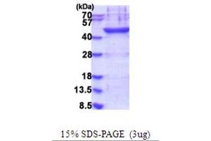 PLA2G7 Protein (AA 47-441) (His tag)