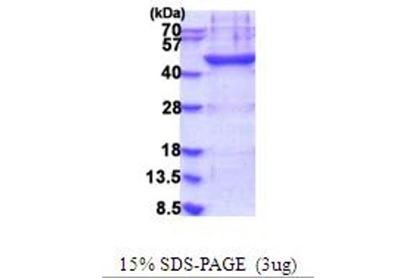 PLA2G7 Protein (AA 47-441) (His tag)