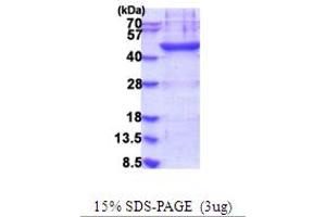 SDS-PAGE (SDS) image for Lipoprotein-Associated phospholipase A2 (Lp-PLA2) (AA 47-441) protein (His tag) (ABIN5854006)