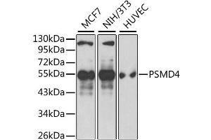 Western blot analysis of extracts of various cell lines, using PSMD4 antibody.