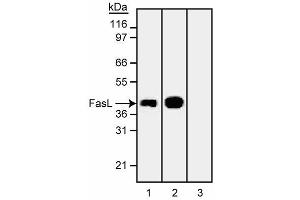Western blot analysis of Fas Ligand (FasL). (FASL Antikörper)