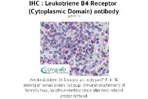 Image no. 1 for anti-Leukotriene B4 Receptor (LTB4R) (2nd Cytoplasmic Domain) antibody (ABIN1736421) (Leukotriene B4 Receptor/BLT Antikörper  (2nd Cytoplasmic Domain))