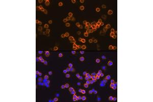 Immunofluorescence (IF) image for anti-Egf-Like Module Containing, Mucin-Like, Hormone Receptor-Like 1 (EMR1) (AA 21-290) antibody (ABIN3021858)
