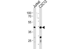 Western Blotting (WB) image for anti-Polymerase (DNA-Directed), delta Interacting Protein 3 (POLDIP3) antibody (ABIN3001314) (POLDIP3 Antikörper)