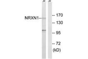 Western blot analysis of extracts from Jurkat cells, using NRXN1 Antibody. (Neurexin 1 Antikörper  (AA 502-551))