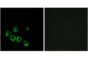 Immunofluorescence analysis of MCF7 cells, using VIPR1 Antibody. (VIPR1 Antikörper  (AA 332-381))