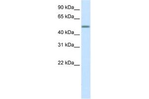 Western Blotting (WB) image for anti-Zinc Finger Protein 823 (ZNF823) antibody (ABIN2460604) (ZNF823 Antikörper)