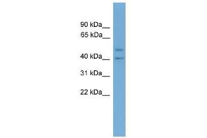 Western Blot showing INHBA antibody used at a concentration of 1-2 ug/ml to detect its target protein.