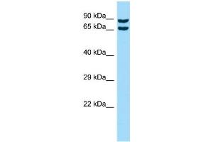 Host: Rabbit Target Name: CPNE8 Sample Type: HT1080 Whole Cell lysates Antibody Dilution: 1.