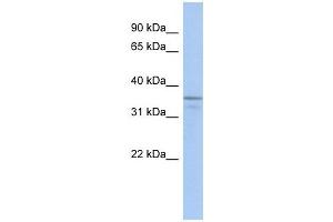 UBLCP1 antibody used at 1 ug/ml to detect target protein.