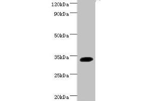 Western blot All lanes: Transcription factor SOX-2 antibody at 2 μg/mL + Mouse kidney tissue Secondary Goat polyclonal to rabbit IgG at 1/15000 dilution Predicted band size: 34 kDa Observed band size: 34 kDa (SOX2 Antikörper  (AA 1-317))