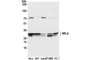 Western Blotting (WB) image for anti-Ribosomal Protein L8 (RPL8) (AA 175-225) antibody (ABIN7450682)